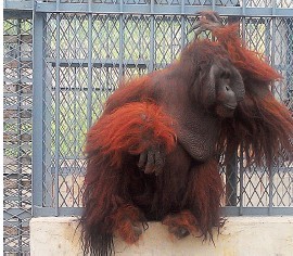 獨(dú)家揭秘臺灣紅毛猩猩大陸新生活