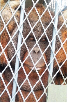 獨(dú)家揭秘臺灣紅毛猩猩大陸新生活