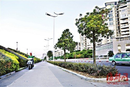 福州市區(qū)遮蔭大樹被移走 部門稱樹少是為透街景