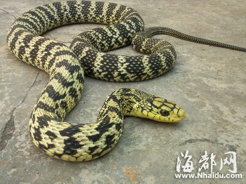 三坊七巷長(zhǎng)蛇出沒 “捕蛇王”兩度抓捕未果