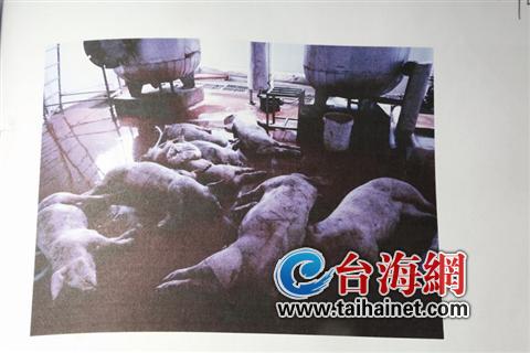 6萬(wàn)公斤病死豬肉流向餐桌 涵蓋了廈漳龍等地