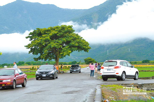 美景爆紅 農(nóng)民不堪其擾欲砍“金城武樹(shù)”