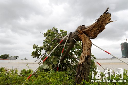 最強(qiáng)臺(tái)風(fēng)“天兔”逼近 閩啟動(dòng)防臺(tái)風(fēng)2級(jí)響應(yīng)