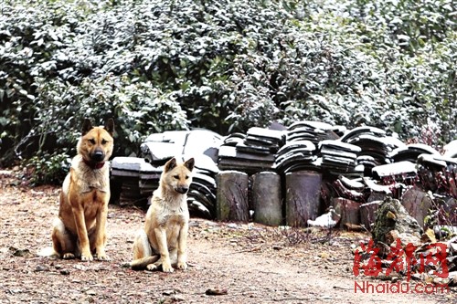 福建今冬初雪飄落武夷山光澤等地 德化九仙山昨迎今冬首場(chǎng)霧凇