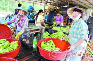 海南香蕉賤過白菜 蕉農痛砍蕉樹用香蕉喂豬