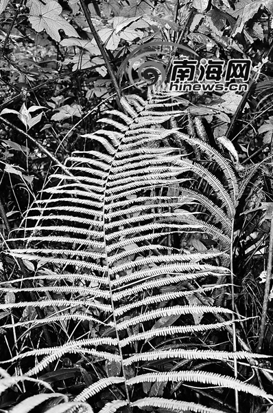 海南現(xiàn)“滅絕”蕨類植物 專家:因環(huán)境優(yōu)良