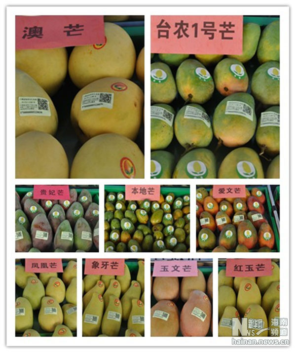 昌江芒果:銷售是關(guān)鍵百姓增收是目的