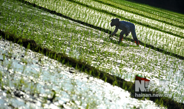海南夏日農(nóng)家忙