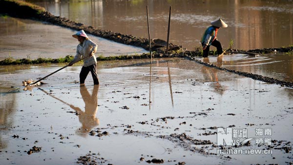 海南夏日農(nóng)家忙