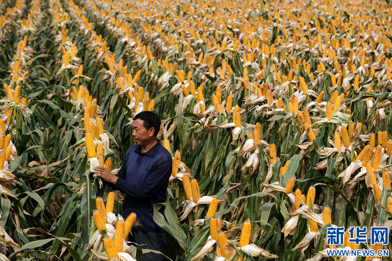 河南省秋收過六成