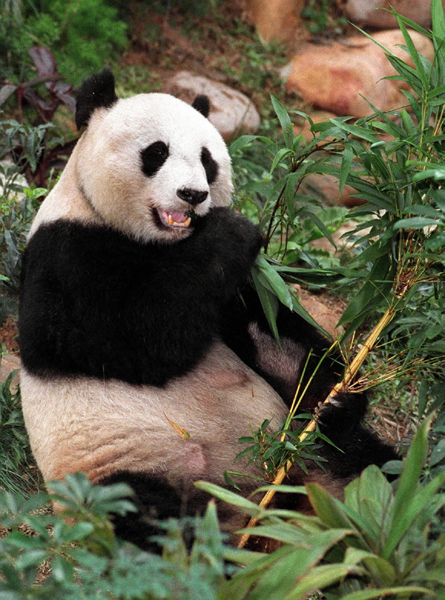 瞬間鑄輝煌——香港回歸十五年的15個(gè)瞬間