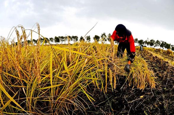 “糧倉(cāng)”黑龍江打造“綠色農(nóng)業(yè)”確保食品安全