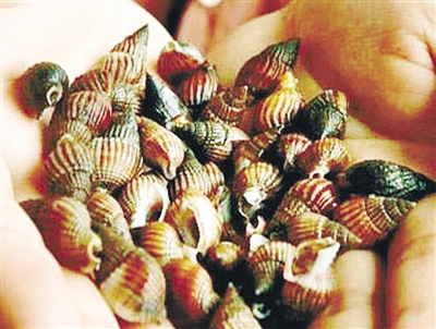 提醒:千萬(wàn)別吃“海絲螺” 內(nèi)含毒素可致死