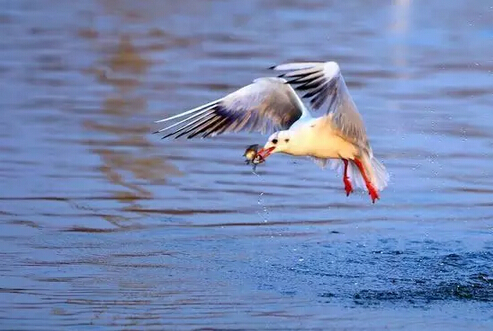 哈爾濱游客在昆明虐死紅嘴鷗 警察跨省來(lái)抓(圖)