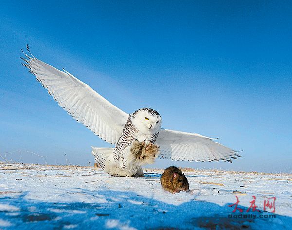 罕見(jiàn)寒帶“北極女王”雪鸮留守大慶