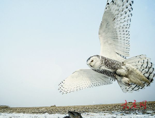 罕見(jiàn)寒帶“北極女王”雪鸮留守大慶