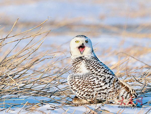 大慶市民發(fā)現(xiàn)雪鸮 罕見寒帶“北極女王”留守大慶(組圖)