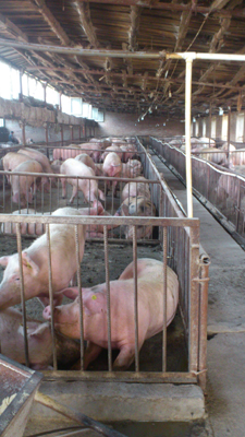 “哈爾濱美麗鄉(xiāng)村行”之走進(jìn)巴彥