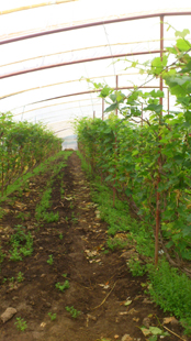 “哈爾濱美麗鄉(xiāng)村行”之走進延壽