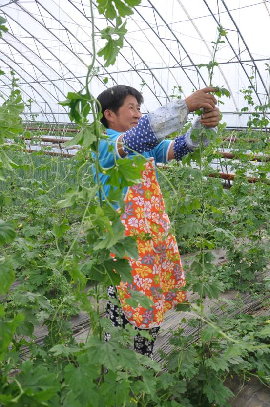 鹽堿地長出有機(jī)菜
