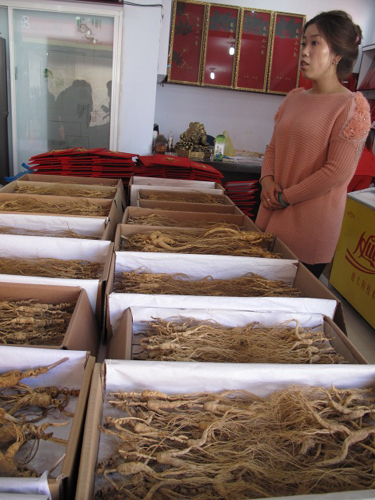 “美好吉林”之五：人參之鄉(xiāng)的人參饕餮