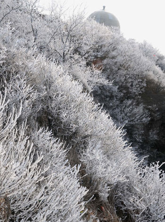 連云港云臺山出現(xiàn)春季霧凇美景