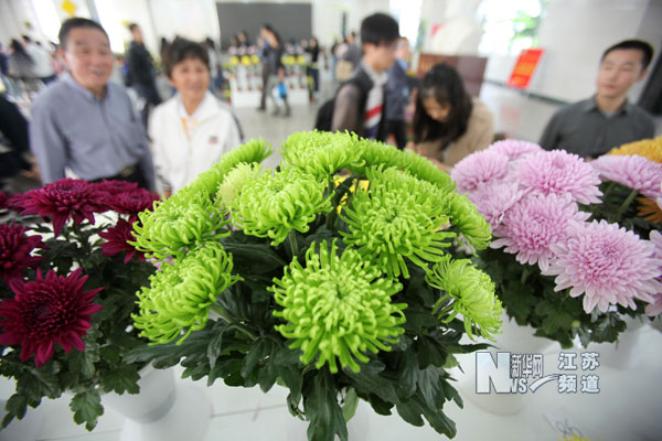 南京農(nóng)業(yè)大學校慶：綠色菊花惹人眼