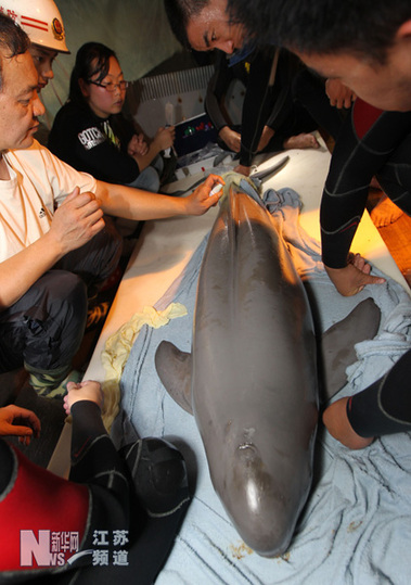 武漢專家來(lái)南通為受傷江豚體檢