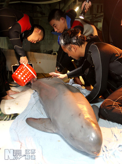 武漢專家來(lái)南通為受傷江豚體檢
