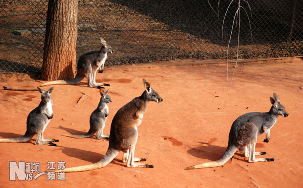 動物園里上演“春天里”
