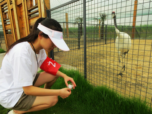 南航學(xué)生走進(jìn)濕地保護(hù)區(qū) 了解丹頂鶴生活