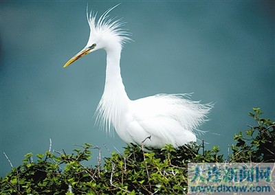 大連地區(qū)繁育和棲息的鷺鳥數(shù)量正迅速增長