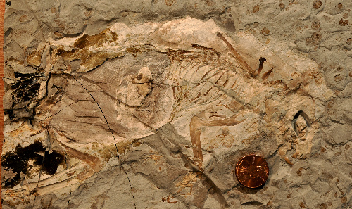 我國(guó)發(fā)現(xiàn)迄今最原始的具毛發(fā)哺乳動(dòng)物