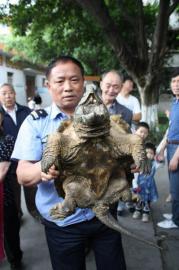 樂(lè)山小區(qū)保安撈出“怪龜” 嘴尖牙利背上長(zhǎng)刺