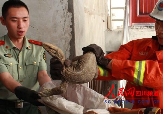 樂山居民樓驚現(xiàn)嗜血猛獸 生性好斗冷血力量大
