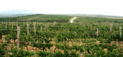 張裕打造國際一流葡萄基地