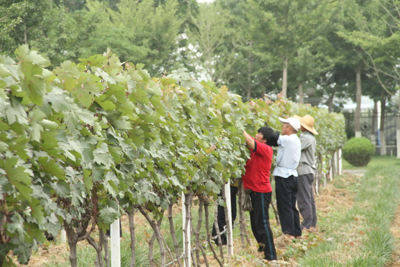 張裕打造國際一流葡萄基地