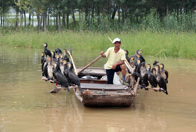 海內(nèi)外龍舟高手競(jìng)逐東平湖(組圖)
