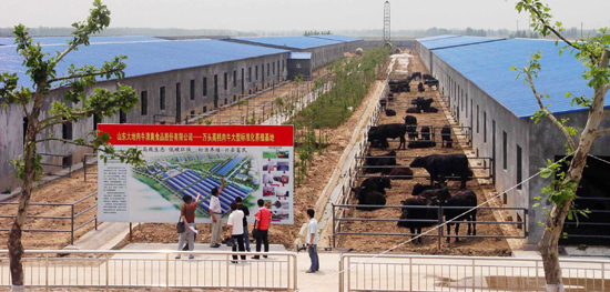 山東高青舉辦黑牛節(jié) 中國(guó)第一貴族牛掘金高端市場(chǎng)