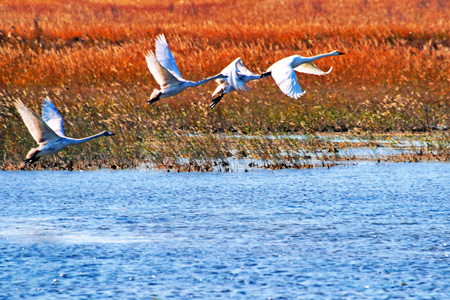 黃河三角洲——鳥的樂園