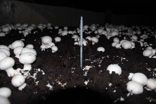 食用菌大棚會發(fā)電——山東力諾鄒城20兆瓦光伏大棚項目啟動