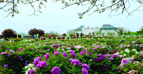“中國牡丹之都”山東菏澤牡丹串起產(chǎn)業(yè)化發(fā)展新鏈條