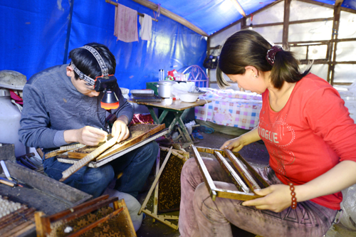 釀造甜蜜的養(yǎng)蜂人