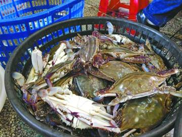 最低僅售2.5元一斤 罕見連年豐 梭子蟹賣白菜價