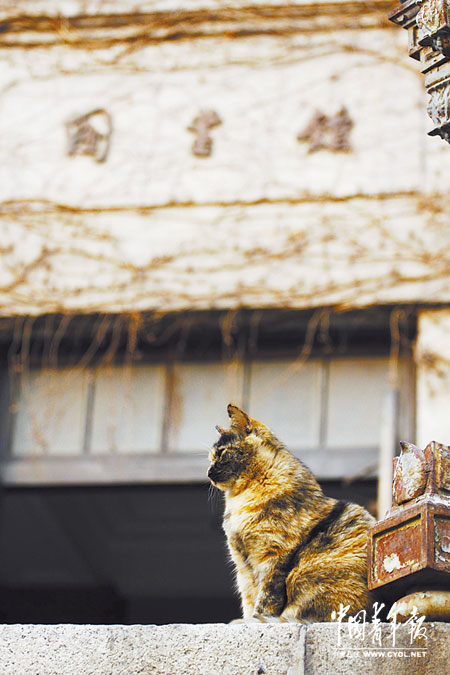 清華大學圖書館之貓“館長”非正常死亡引悼念