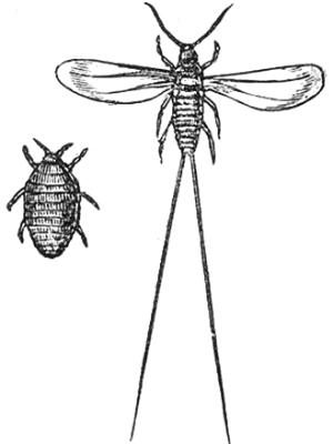 星巴克兩甜點(diǎn)用蟲子當(dāng)著色劑遭抗議 進(jìn)口價(jià)昂貴(圖)
