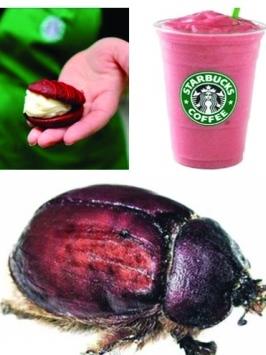 星巴克兩甜點(diǎn)用蟲子當(dāng)著色劑遭抗議 進(jìn)口價(jià)昂貴(圖)
