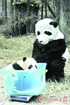 中國(guó)將第二次放歸大熊貓 若成功意義不亞于登月