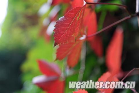 第24屆香山紅葉文化節(jié)開幕 氣溫導(dǎo)致紅葉變色推遲（圖）