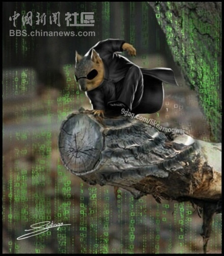 元芳很忙！細數(shù)那些一個不小心就火起來的“忙人”